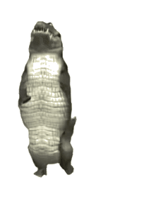 dancing alligator